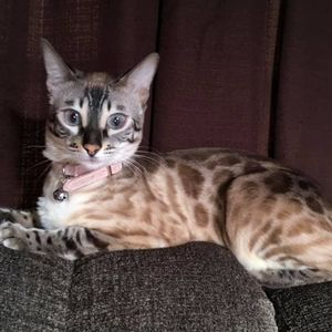 Meet your Posher, Cassandra